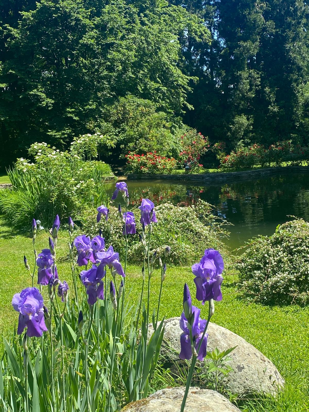Garden pond and irises at the villa